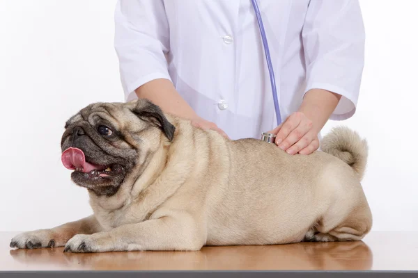 Veterináře naslouchá s Mops pes stetoskop — Stock fotografie