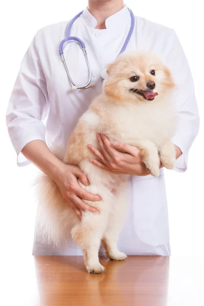 Il veterinario tiene il cane razza Spitz, sul collo uno stetoscopio, sfondo isolato — Foto Stock