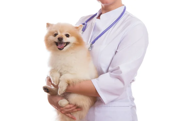 The vet holds the dog breed Spitz, on his neck a stethoscope, isolated background — Stock Photo, Image