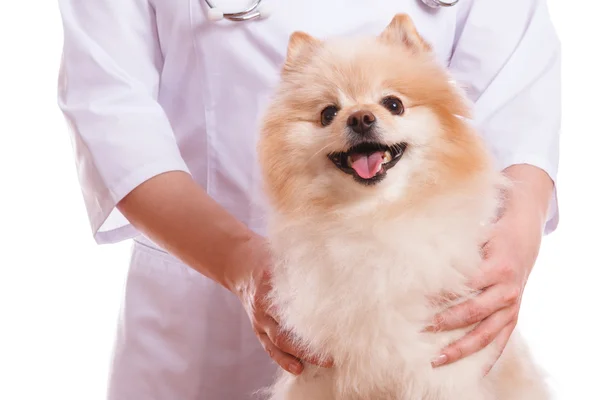 The vet holds the dog breed Spitz, on his neck a stethoscope, isolated background — Stock Photo, Image
