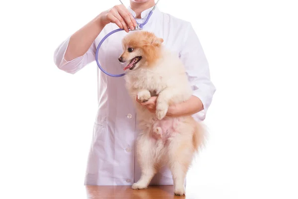 De dierenarts honden, Spitz houdt en luistert naar een stethoscoop, geïsoleerde achtergrond — Stockfoto