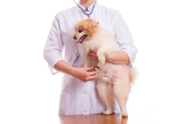 De dierenarts honden, Spitz houdt en luistert naar een stethoscoop, geïsoleerde achtergrond — Stockfoto