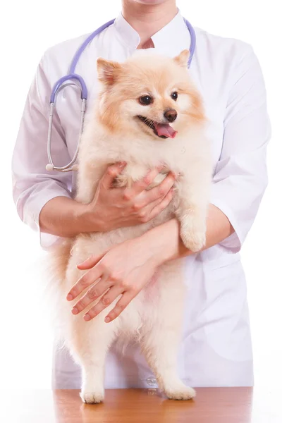 Il veterinario tiene il cane razza Spitz, sul collo uno stetoscopio, sfondo isolato — Foto Stock