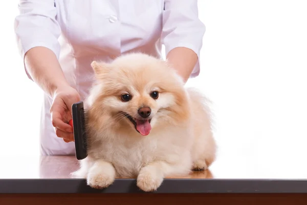 Ветеринара тримає собаку, шпіц гребінці і гребінець, ізольованих фону — стокове фото