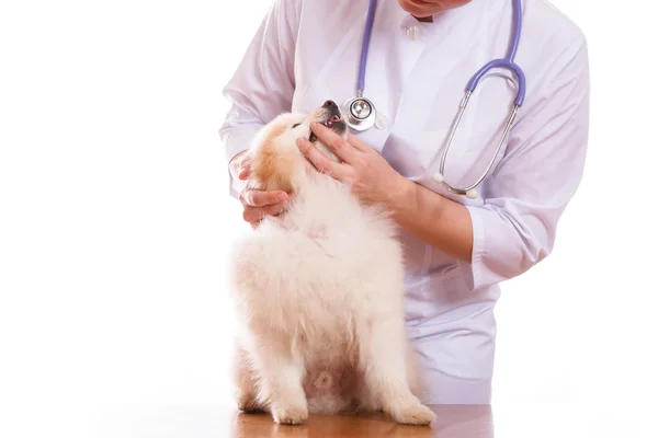 De dierenarts heeft de hondenras Spitz, op zijn nek een stethoscoop, geïsoleerde achtergrond — Stockfoto