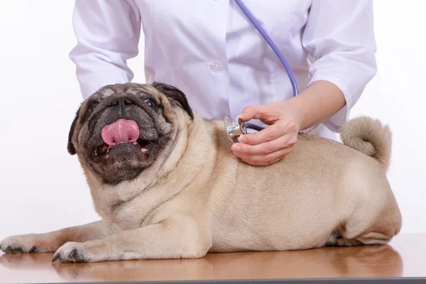 Der Tierarzt hört mit einem Stethoskop-Hundemops zu — Stockfoto