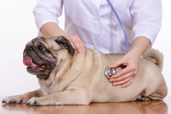 De dierenarts luistert met een stethoscoop hond pug — Stockfoto