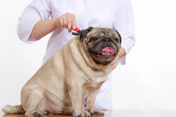 De dierenarts gekamde wol pug dog op witte achtergrond — Stockfoto