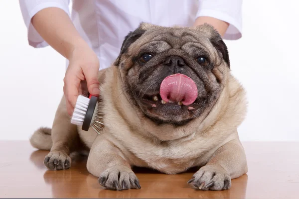 Le chien de carlin peigné vétérinaire sur fond blanc — Photo