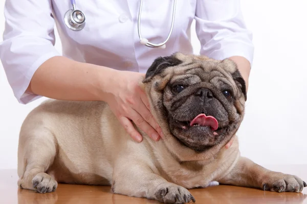 Pug est un chien, le vétérinaire inspecte — Photo