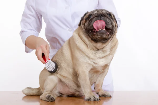 獣医コーマ白地ウール パグ犬 — ストック写真