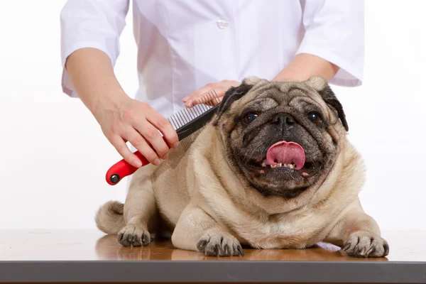 Veteriner taranmış yün pug köpek beyaz arka plan üzerinde