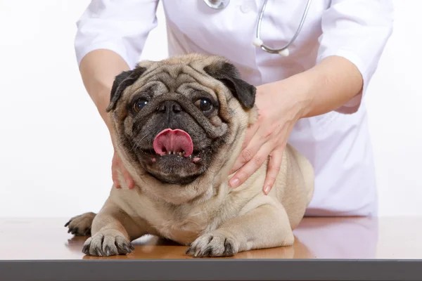 Pug è un cane, il veterinario ispeziona — Foto Stock