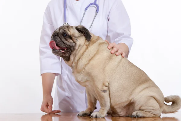 Pug is een hond, de dierenarts inspecteert — Stockfoto