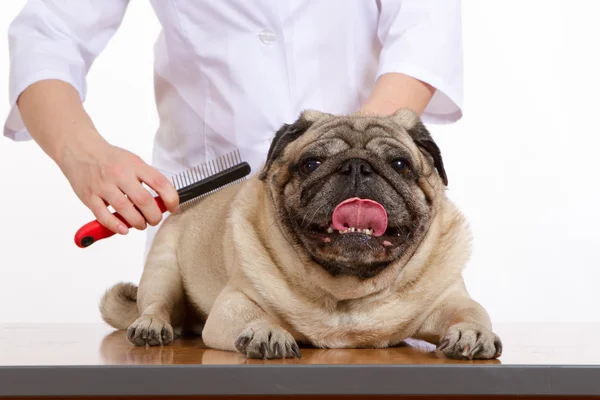Veterinář česaná vlna Mops pes na bílém pozadí — Stock fotografie