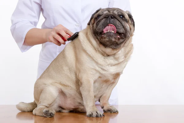 Il cane di carlino di lana pettinato veterinario su sfondo bianco — Foto Stock