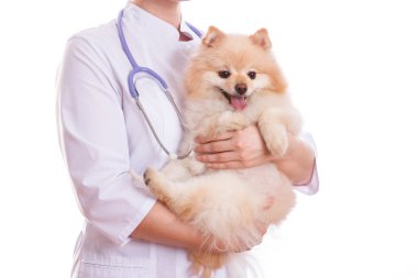 Veteriner ve boynunda steteskop, izole arka plan köpek doğurmak Spitz, tutar