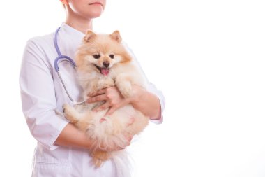 Veteriner ve boynunda steteskop, izole arka plan köpek doğurmak Spitz, tutar