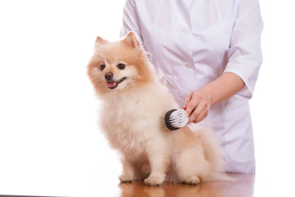 Ветеринар держит собаку, расчески и расческу, изолированный фон — стоковое фото