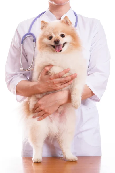 O veterinário detém a raça cão Spitz, em seu pescoço um estetoscópio, fundo isolado — Fotografia de Stock