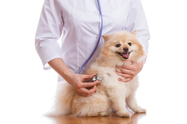 獣医は犬、スピッツを保持し、聴診器、隔離された背景に耳を傾け — ストック写真