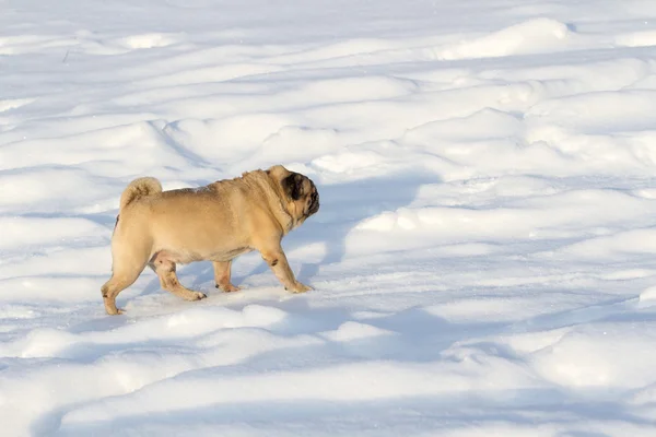 Pug dog on white snow — Stock Photo, Image