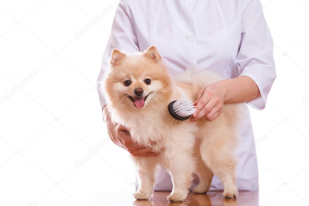 the veterinarian holds the dog, Spitz combs and comb, isolated background