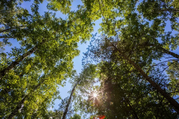 Bosque Verde Árbol Con Hojas Verdes Luz Solar Fondo Vista — Foto de Stock