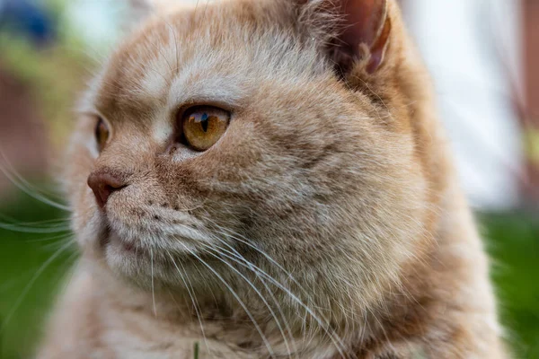 Kedi Yeşil Çimlerin Üzerinde Yatıyor — Stok fotoğraf