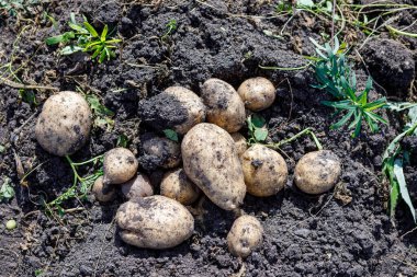 Yeni hasat patates toprağa
