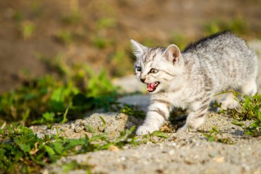 üzerinde gri bir çim kum gri kedicik