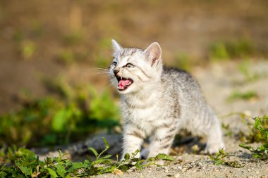 üzerinde gri bir çim kum gri kedicik