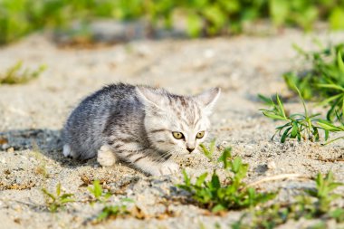 üzerinde gri bir çim kum gri kedicik