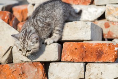 yavru kedi tuğla tırmanıyor
