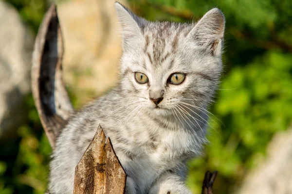 Small sand-colored kitten on green grass — Stock Photo, Image