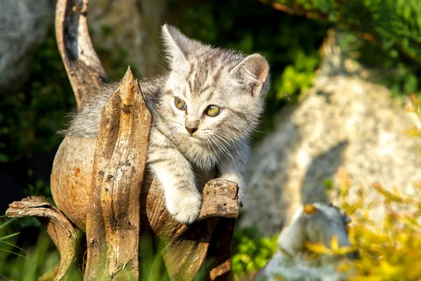 Kis homok színű cica, a zöld fű — Stock Fotó