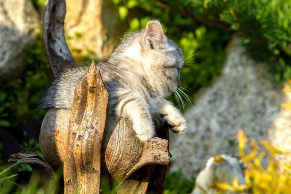 Yeşil çimenlerin üzerinde küçük kum renkli yavru kedi — Stok fotoğraf