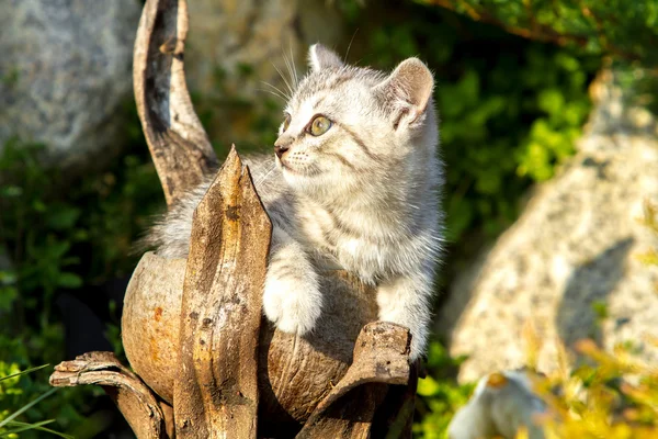 Kleine zand-gekleurd kitten op groen gras — Stockfoto