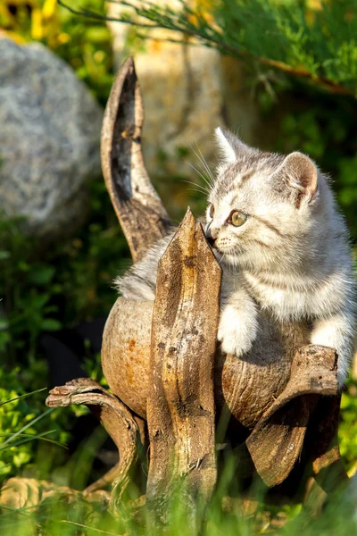 Kleine zand-gekleurd kitten op groen gras — Stockfoto