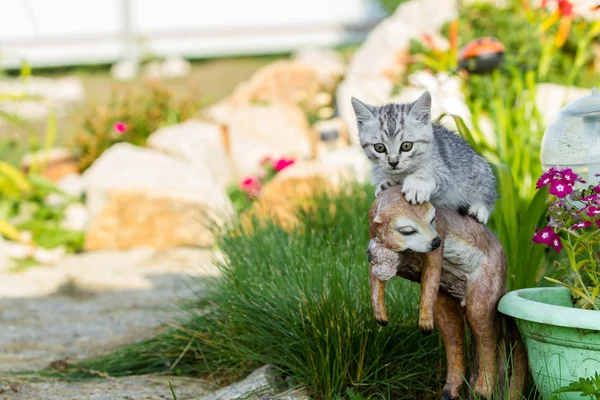 Kleine zand-gekleurd kitten op groen gras — Stockfoto