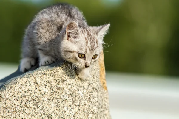 Little fluffy kitten sits on a rock — Stock Photo, Image