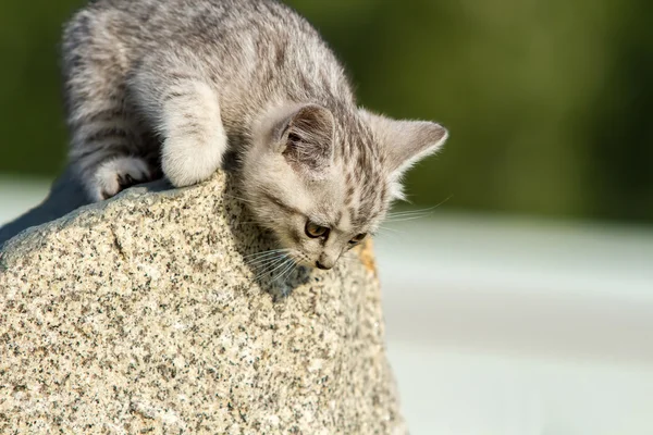 Little fluffy kitten sits on a rock — Stock Photo, Image