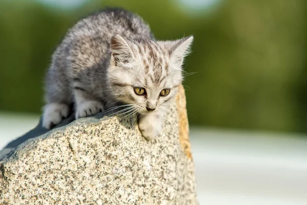 Little fluffy kitten sits on a rock — Stock Photo, Image