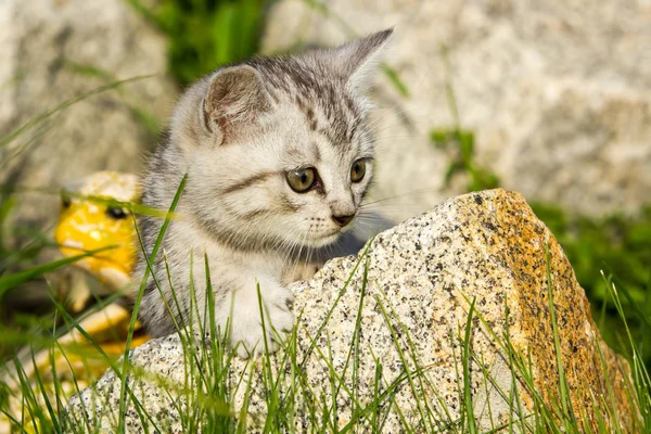 Yeşil çimenlerin üzerinde küçük kum renkli yavru kedi — Stok fotoğraf