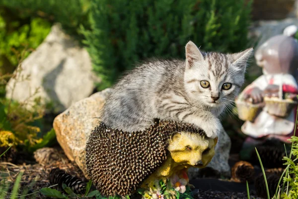 Kitten zittend op kunstmatige egel — Stockfoto