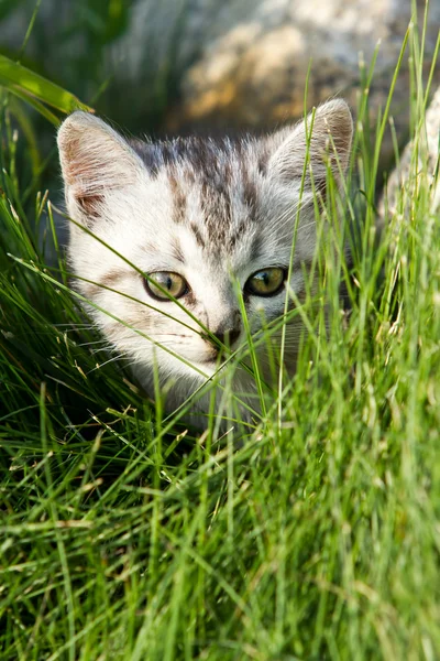 Kleine zand-gekleurd kitten op groen gras — Stockfoto