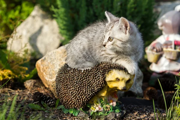 Γατάκι που κάθεται στο τεχνητό σκαντζόχοιρος — Φωτογραφία Αρχείου