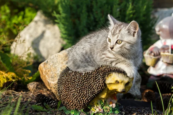Kitten zittend op kunstmatige egel — Stockfoto
