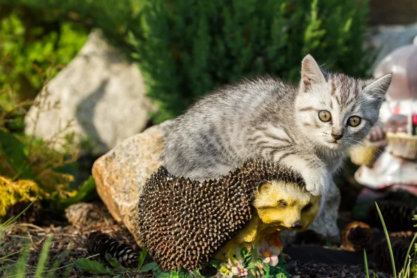 Kitten zittend op kunstmatige egel — Stockfoto