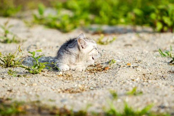 Сірий кошеня на сірий піску в траві — стокове фото